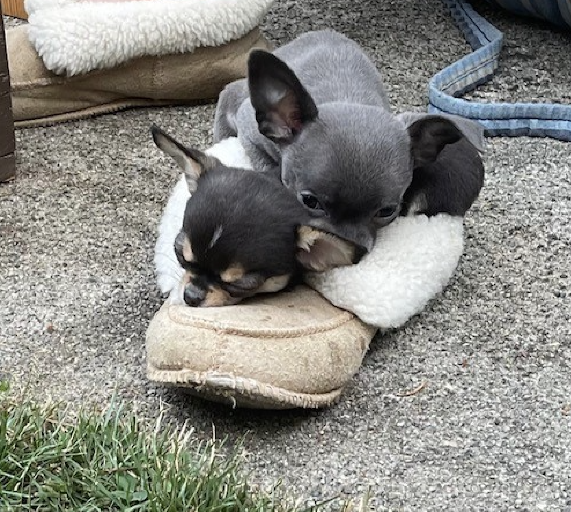 tiny diamond dolls apple head chihuahua breeders puppies dogs for sale in north vancouver british columbia canada 32189