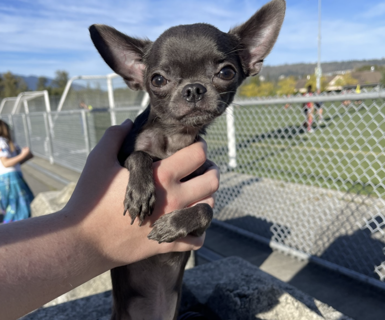 Tiny Diamond Dolls - Chihuahua Breeder, Puppies, Dogs For Sale